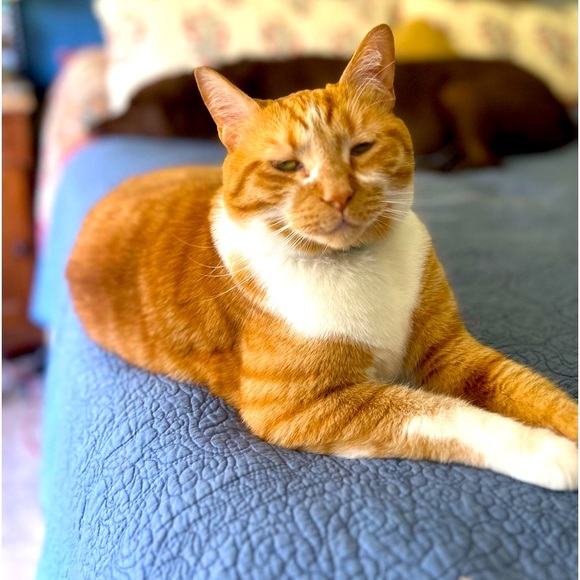 Meet your Posher, Stella - Picture 2 of 3